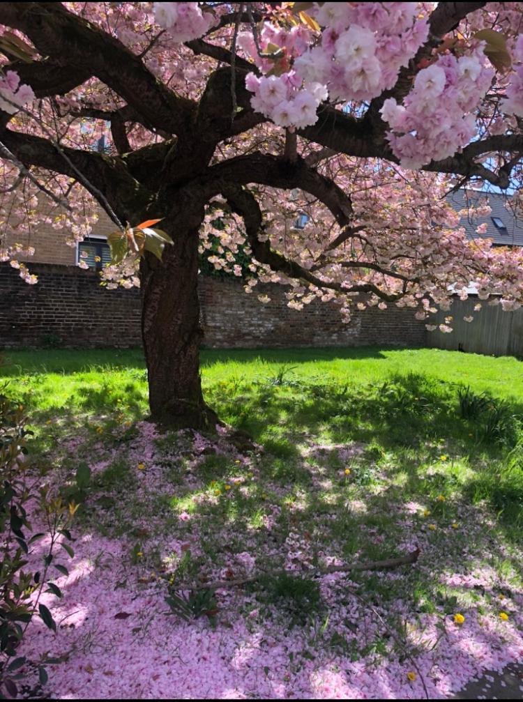 Charming English Style Studio Flat 伦敦 外观 照片
